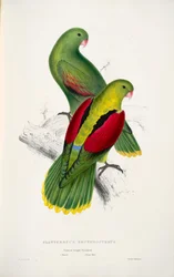 Zwei Rotflügelpapageien